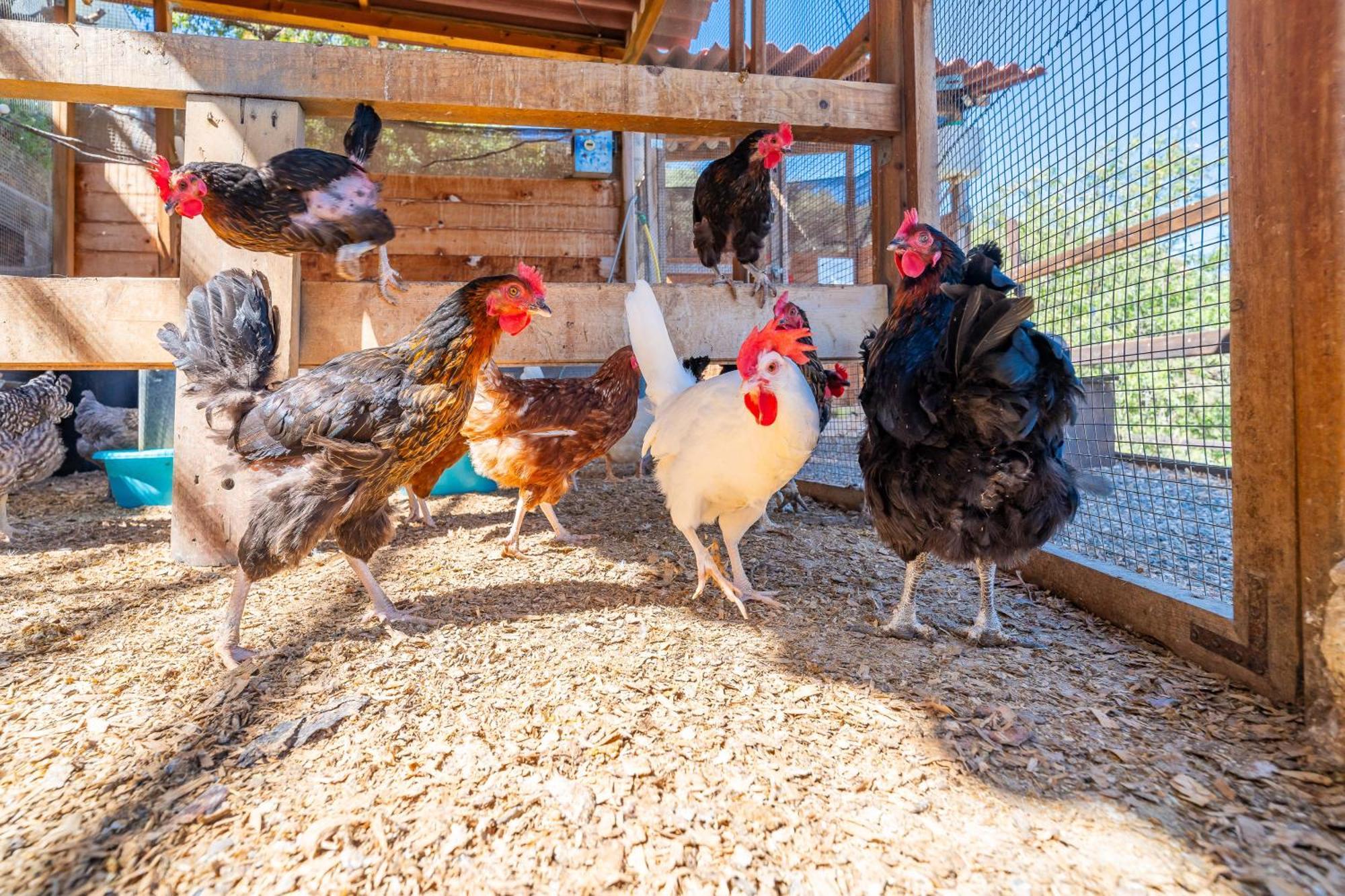 Complejo Rural El Mirador Konuk evi Málaga Dış mekan fotoğraf